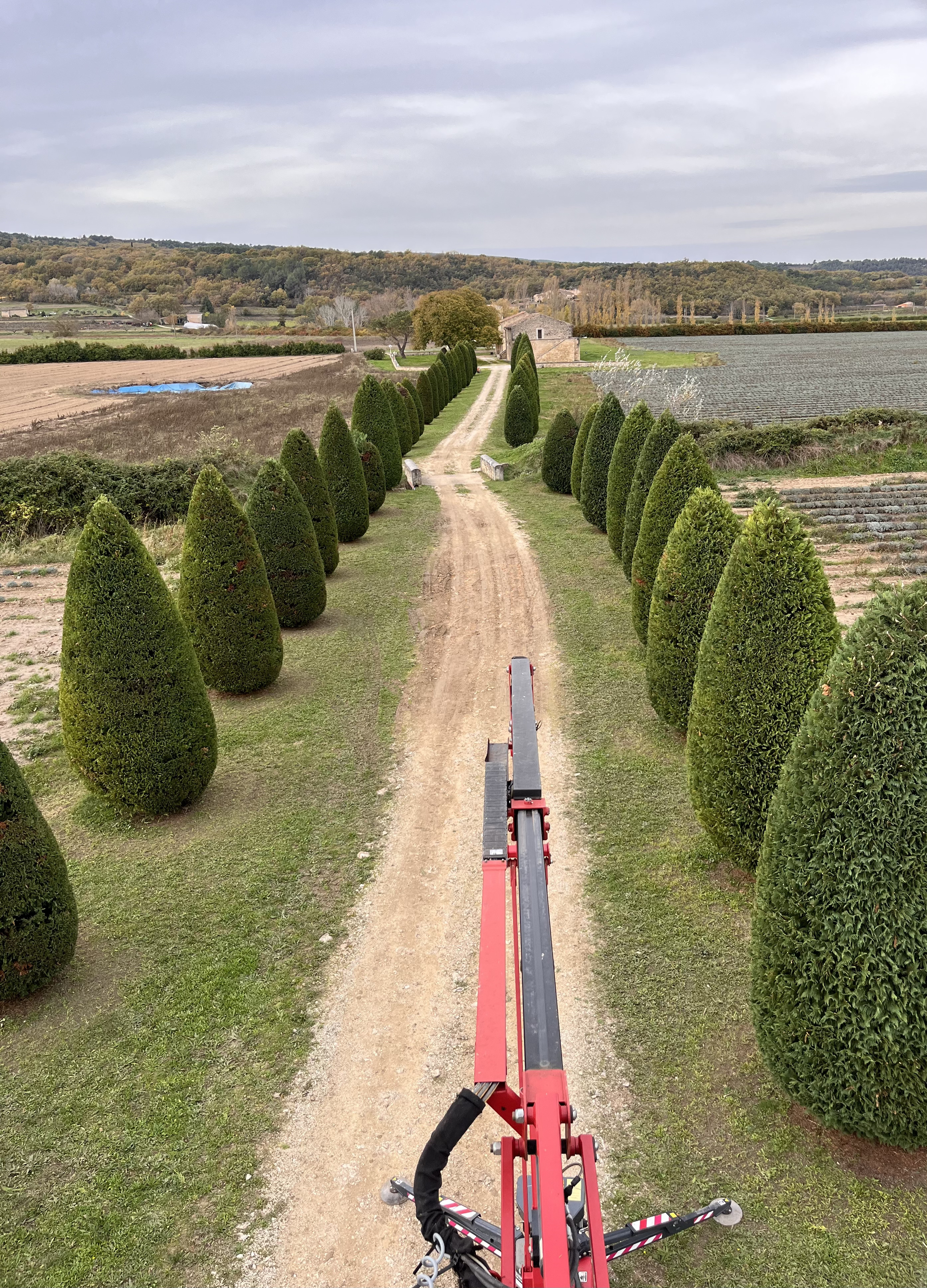 Vue panoramique d'une allée bordée de topiaires coniques en automne