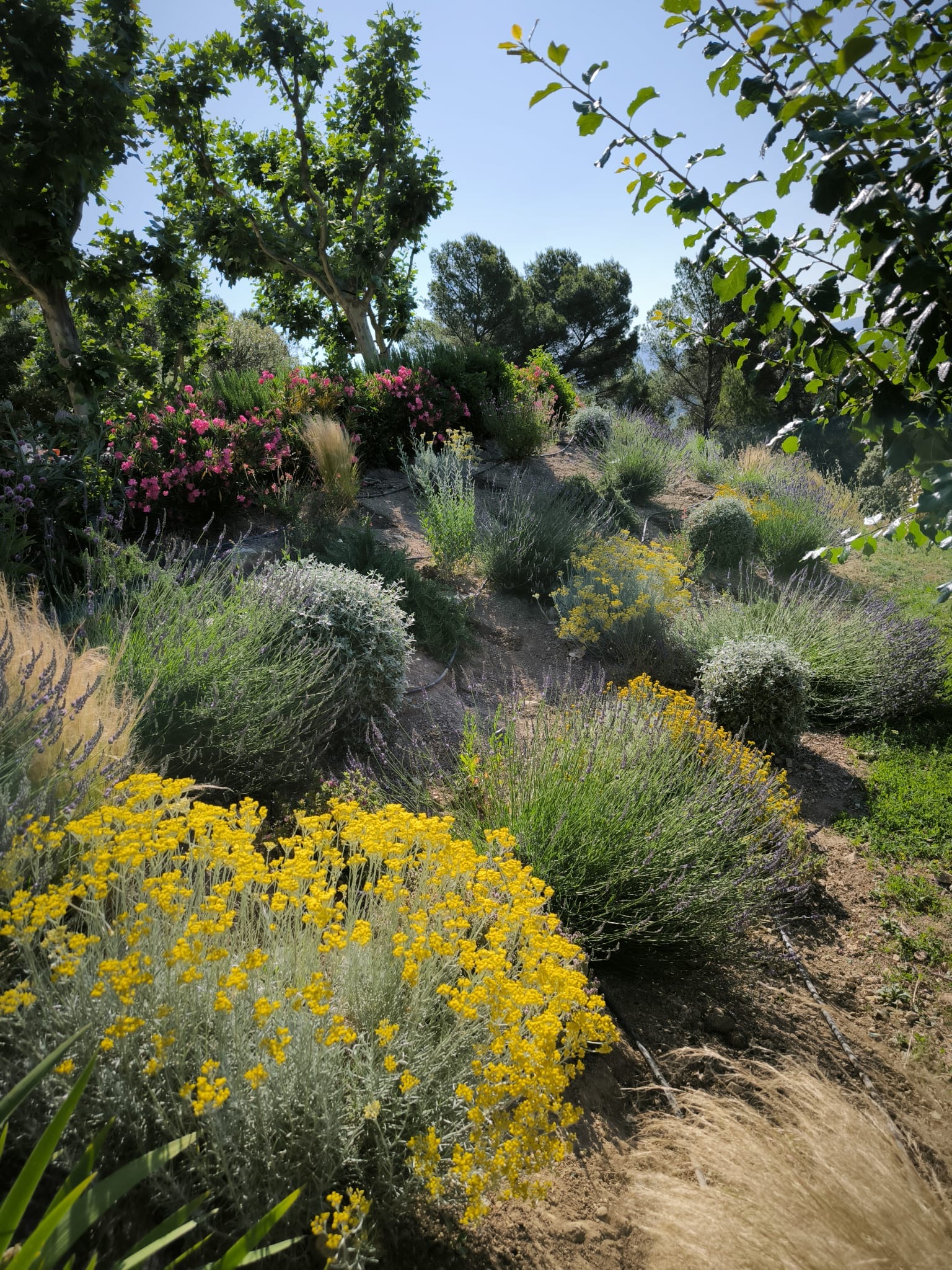 Jardin sec méditerranéen en fleur avec immortelles et lavande