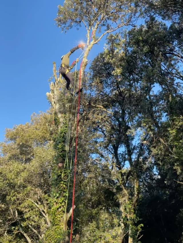 Élagueur grimpeur encordé dans un grand pin