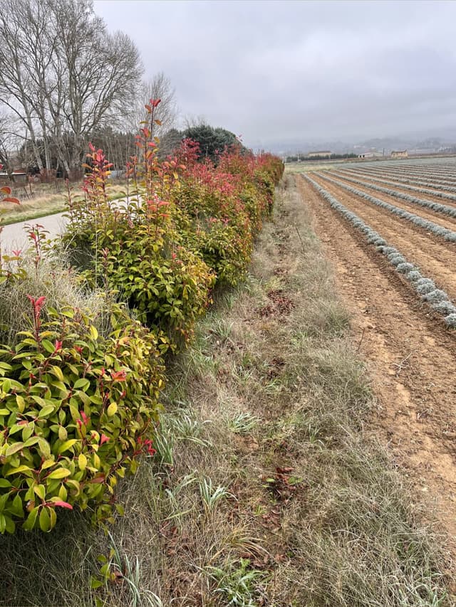 Jeune haie de photinias rouges le long de champs de lavande