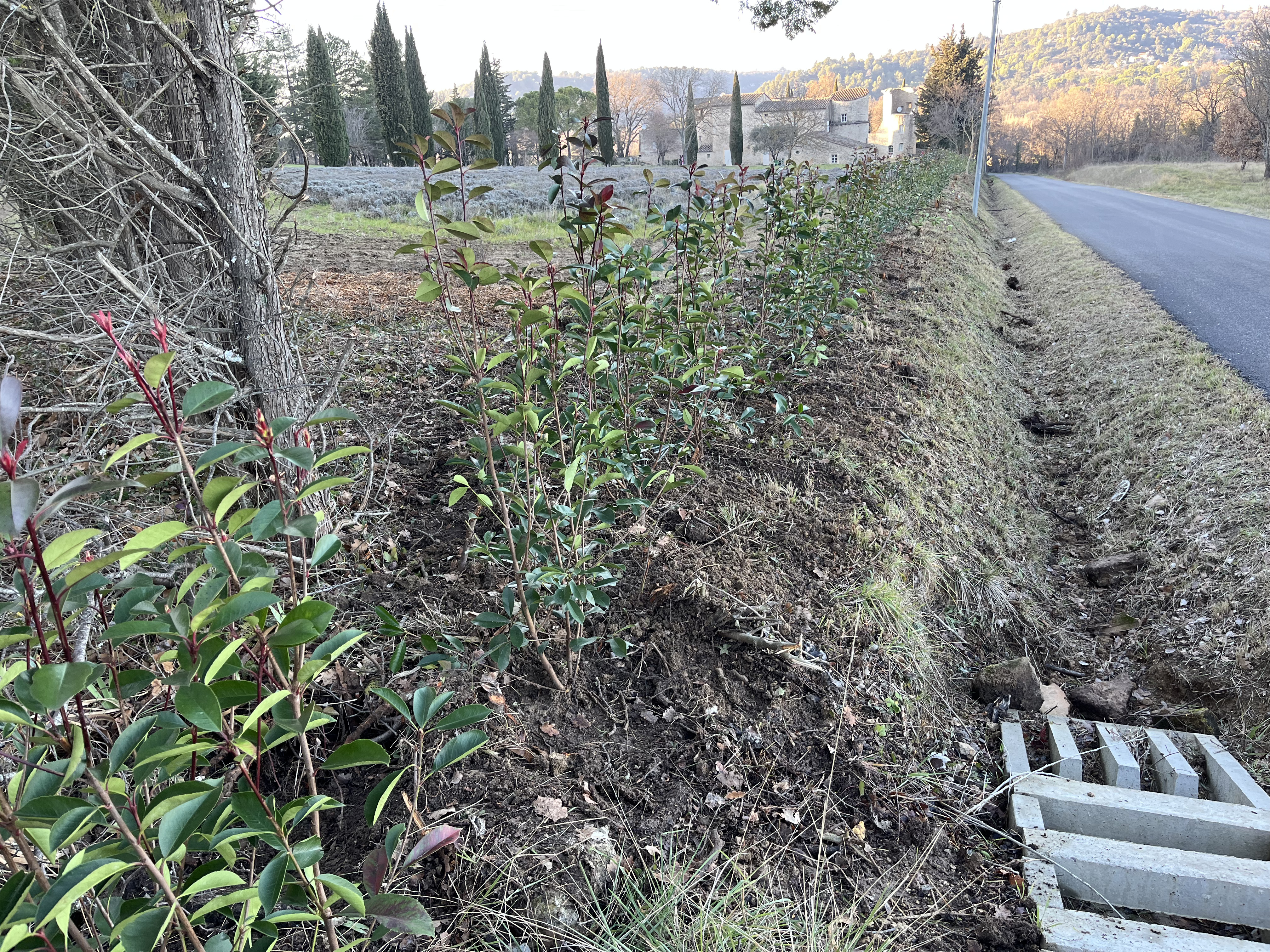 Jeune plantation d'une haie en ligne le long d'une route de campagne