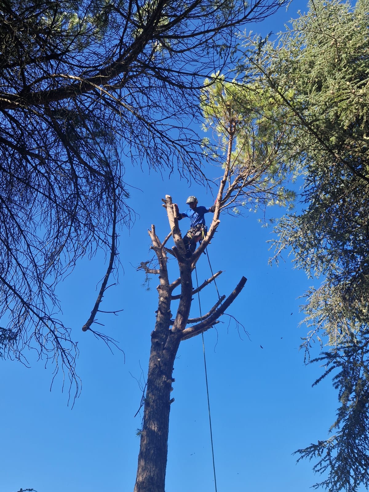 Démontage progressif d'un pin par un élagueur grimpeur