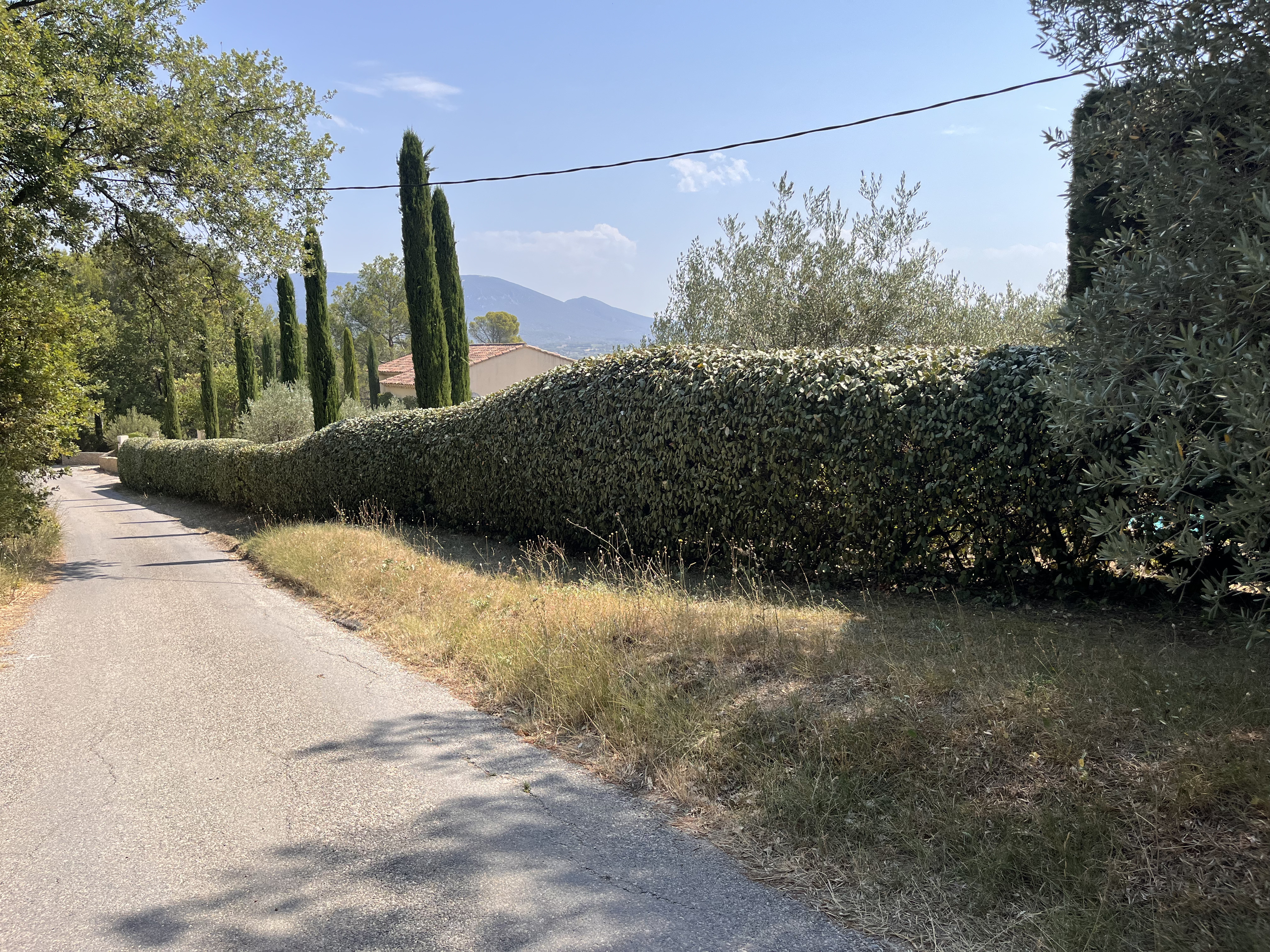 Longue haie fraîchement taillée le long d'une route de campagne