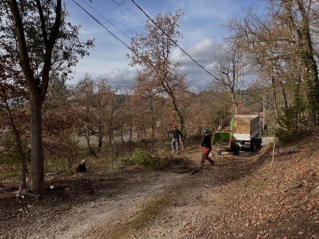 Chantier de débroussaillement en sous-bois